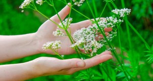 Kediotu çayı ne işe yarar?