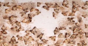 Kelebek evde neden çoğalır?