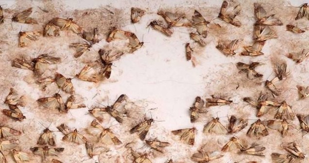 Kelebek evde neden çoğalır?